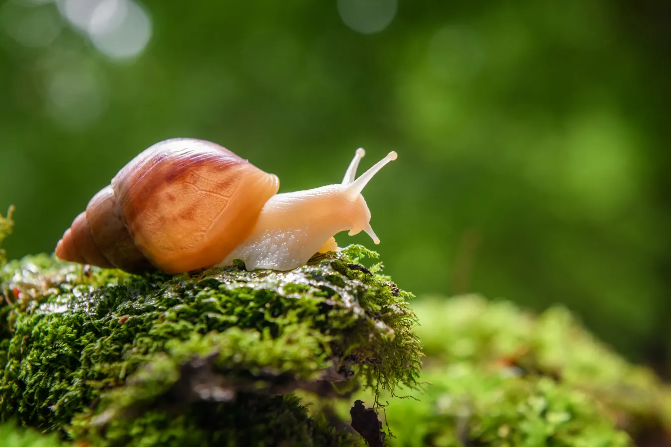 Savoring Snails dishes