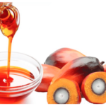 oil palm